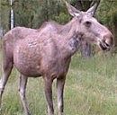 female Elk...