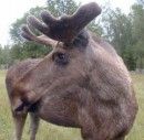 Elk...